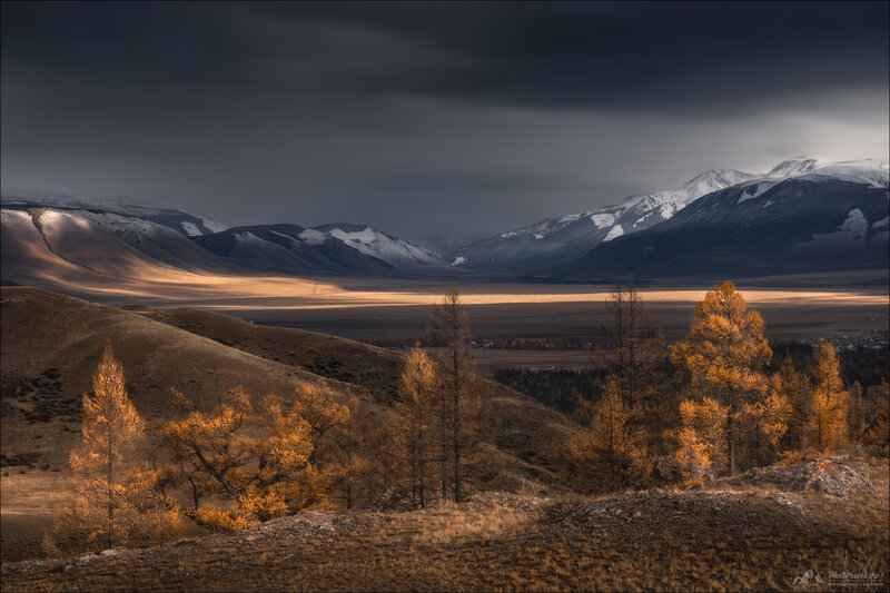 Autumn Trees in Mountains — Brown