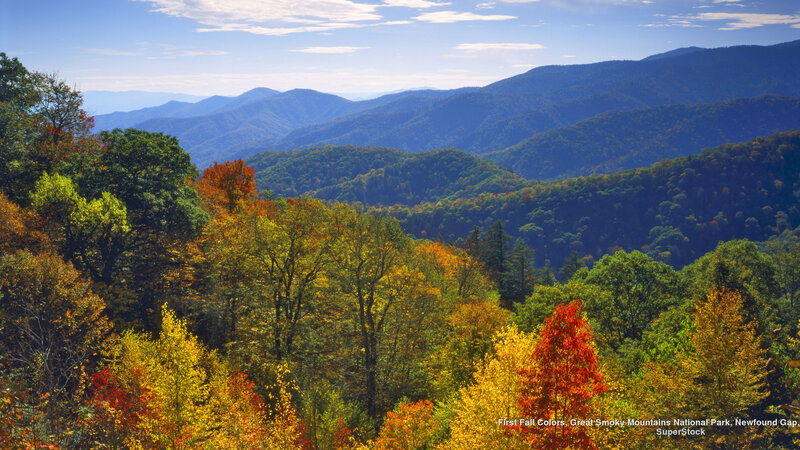 Autumn Trees in Mountains — Green, Serene