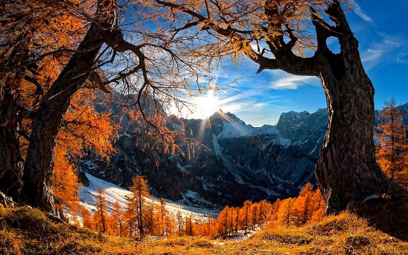 Autumn Trees in Mountains — Orange, Serene, Photograph