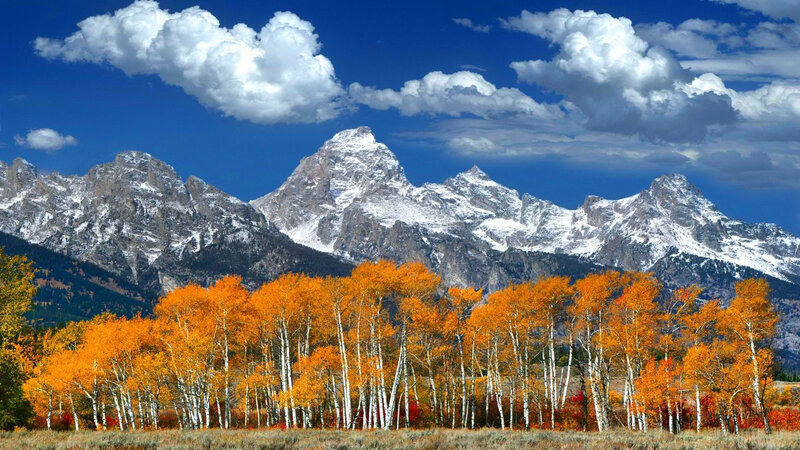 Autumn Trees in Mountains — Orange, Serene