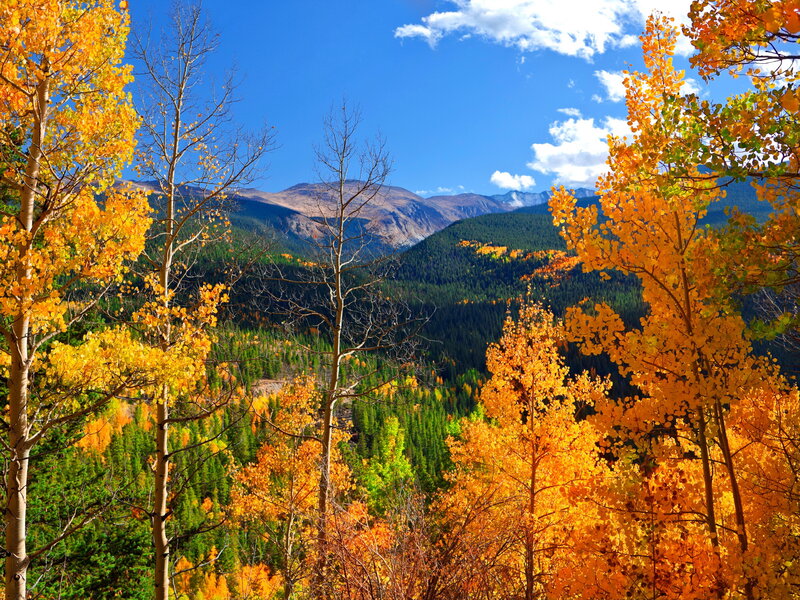 Autumn Trees in Mountains — Yellow, Serene, Photograph