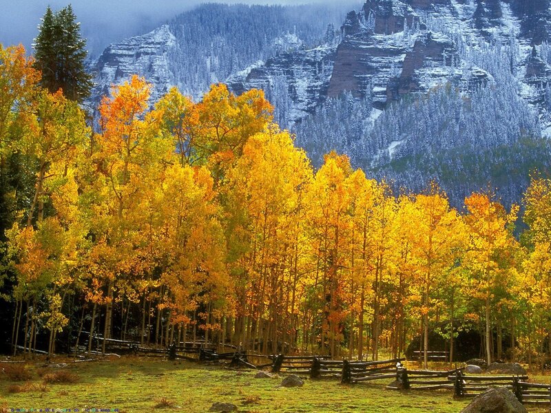 Autumn Trees in Mountains — Yellow, Serene