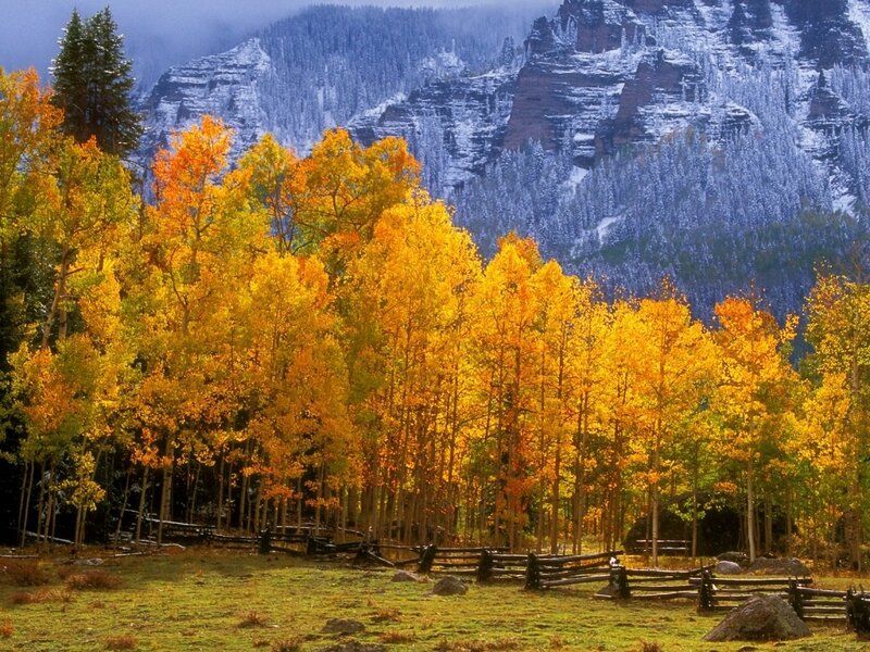Autumn Trees in Mountains — Yellow