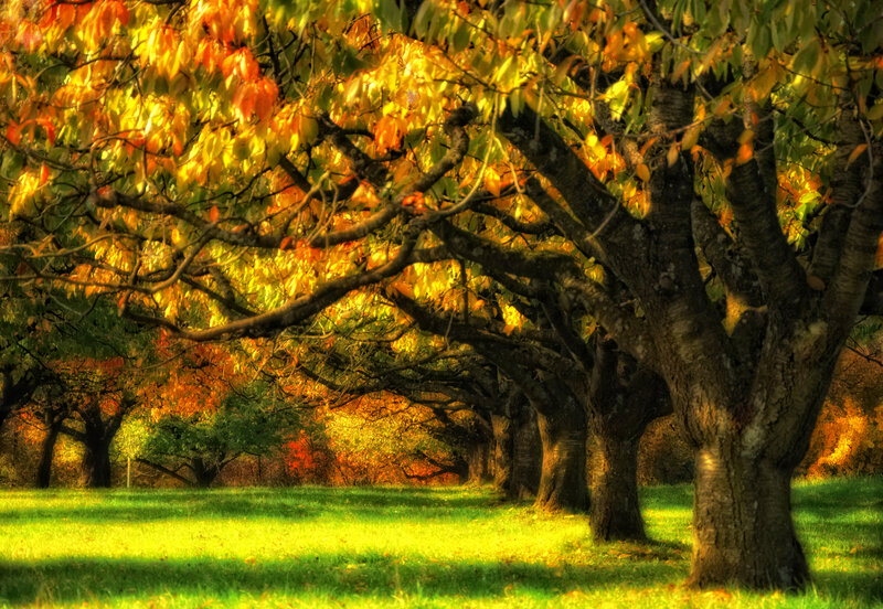 Autumn Trees in Orchard