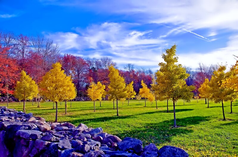 Autumn Trees in Park — Blue