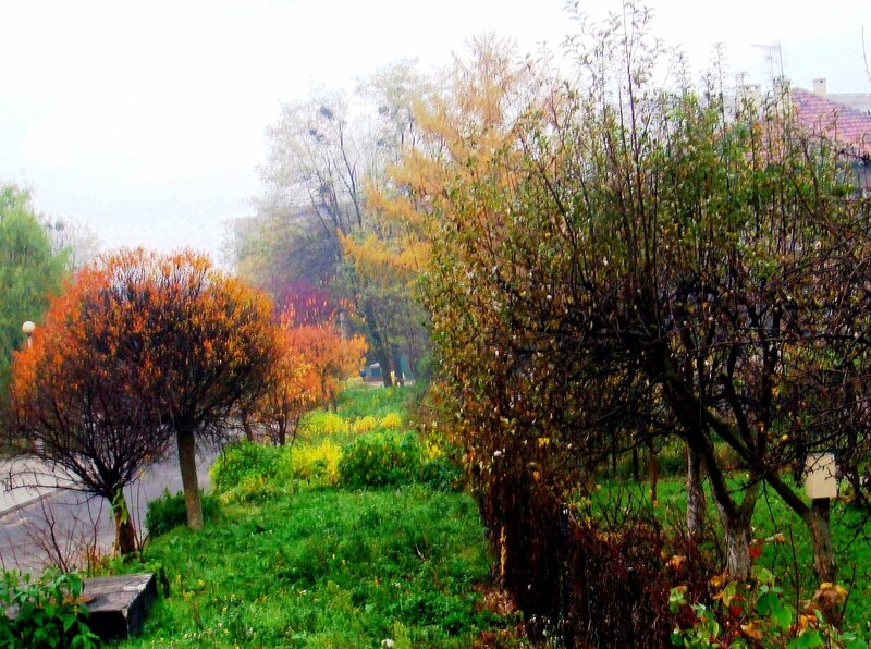 Autumn Trees in Park — Green, Calm