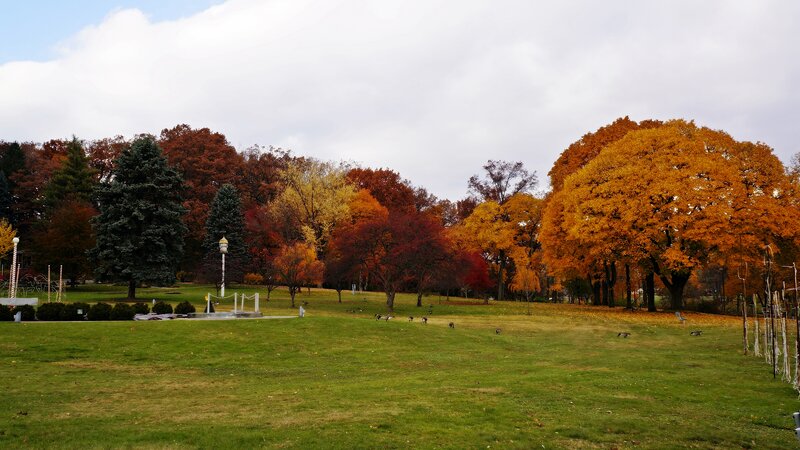 Autumn Trees in Park — Green, Serene, Photograph, Grass Field