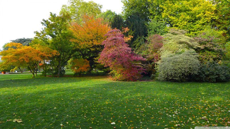 Autumn Trees in Park — Green, Serene, Photograph, Grass, Leaves