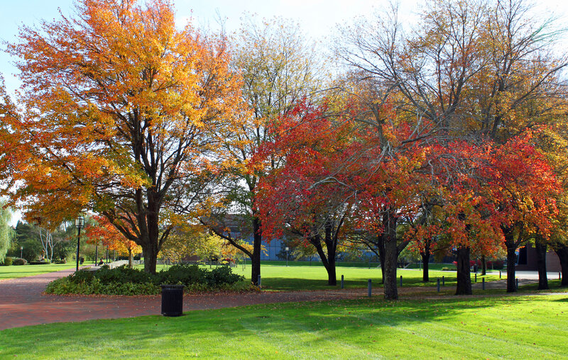Autumn Trees in Park — Green, Serene, Photograph, Grass, Path