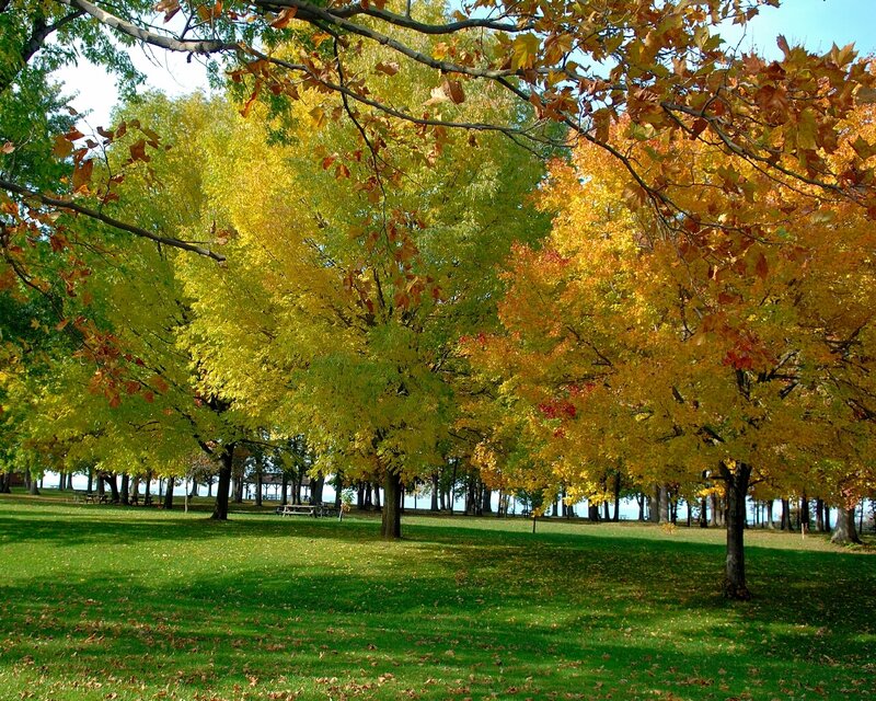 Autumn Trees in Park — Green, Serene, Photograph, Grass, Picnic Tables