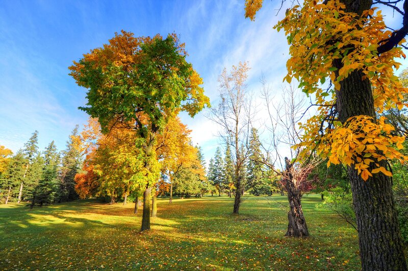 Autumn Trees in Park — Green, Serene, Photograph, Grass, Sky, Leaves