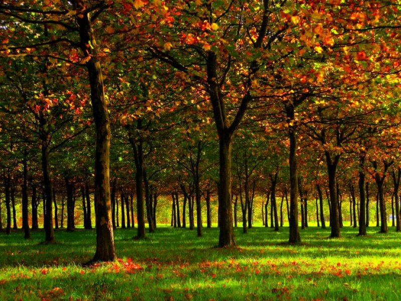 Autumn Trees in Park — Green, Serene