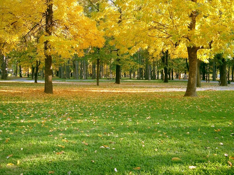 Autumn Trees in Park — Green