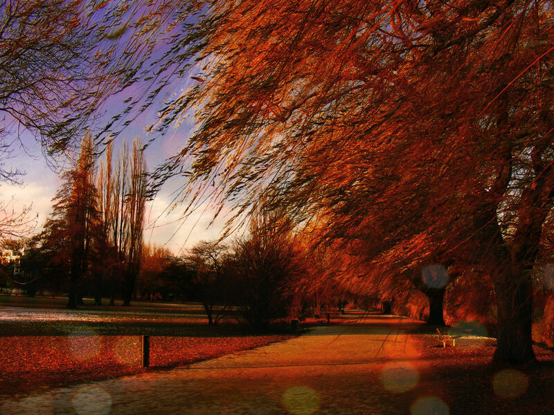 Autumn Trees in Park — Orange, Dramatic