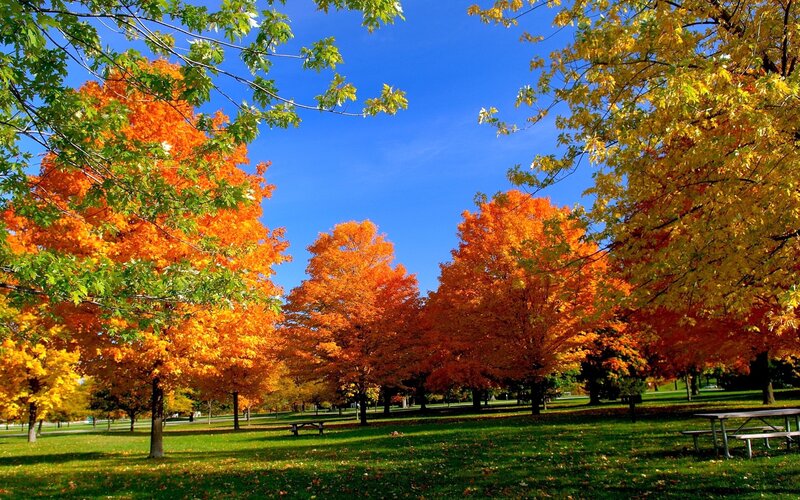 Autumn Trees in Park — Orange, Picnic Table