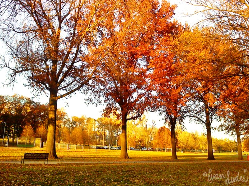 Autumn Trees in Park — Orange, Serene, Photograph, Bench, Fallen Leaves