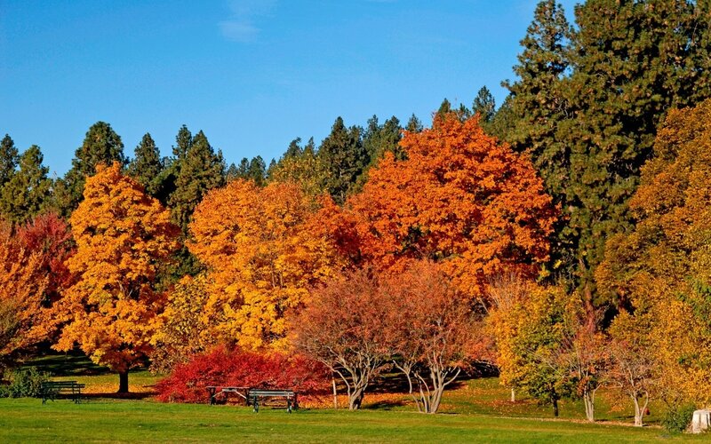 Autumn Trees in Park — Orange, Serene, Photograph, Bench, Grass, Green, Blue