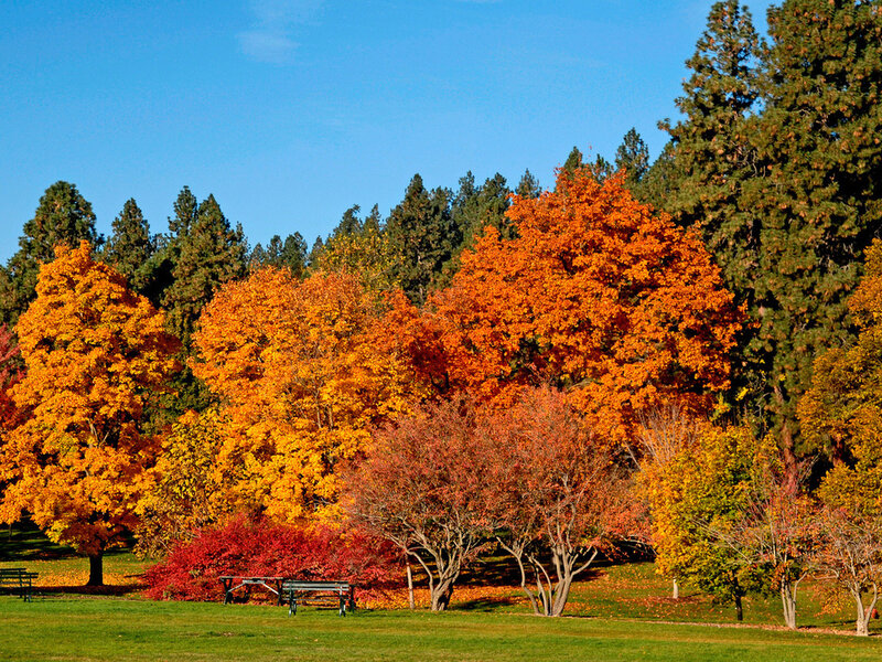 Autumn Trees in Park — Orange, Serene, Photograph, Bench
