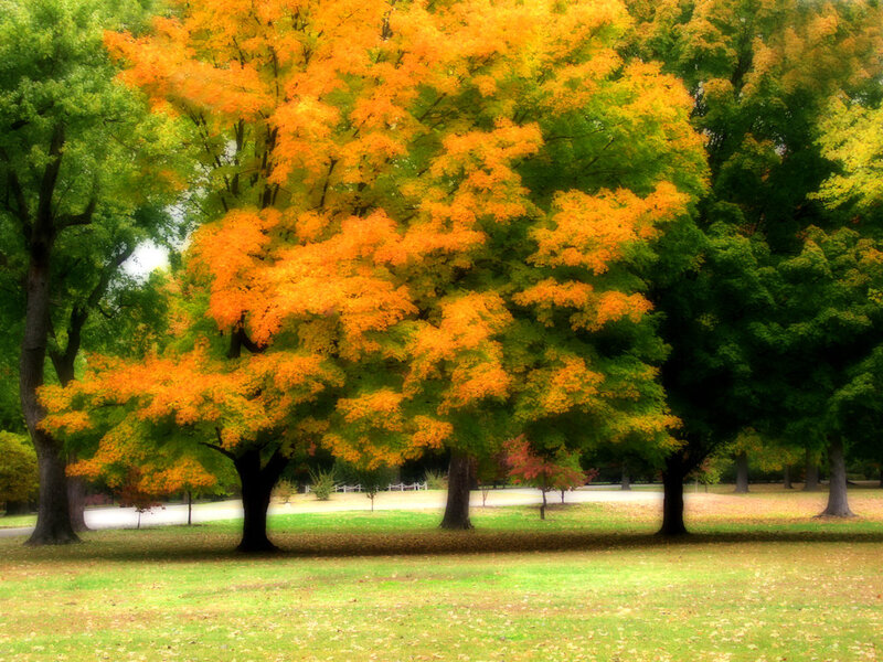 Autumn Trees in Park — Orange, Serene, Photograph, Grass, Fallen Leaves