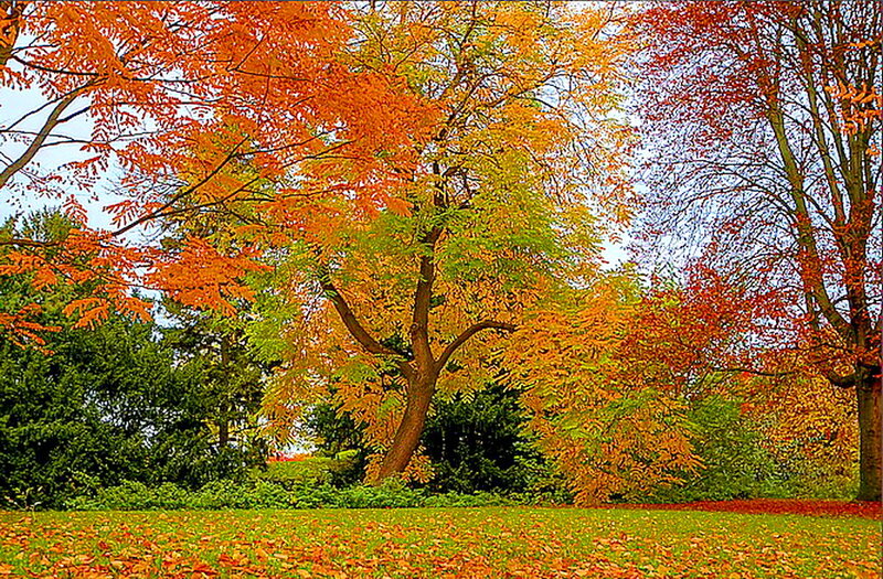 Autumn Trees in Park — Orange, Serene, Photograph, Grass, Leaves