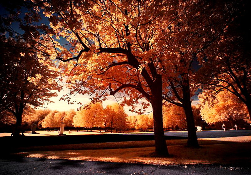 Autumn Trees in Park — Orange, Serene, Photograph, Grass, Path