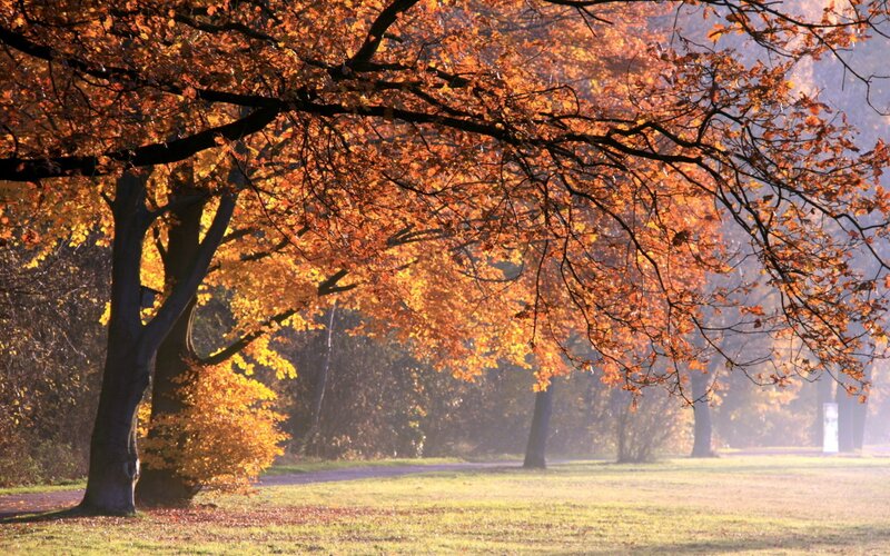 Autumn Trees in Park — Orange, Serene, Photograph, Grass, Path, Yellow, Green