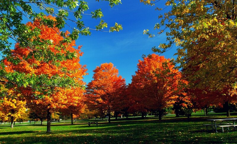 Autumn Trees in Park — Orange, Serene, Photograph, Grass, Picnic Table, Sky