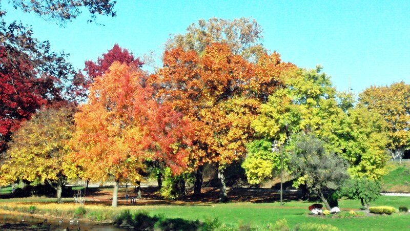 Autumn Trees in Park — Orange, Serene, Photograph, Grass, Pond