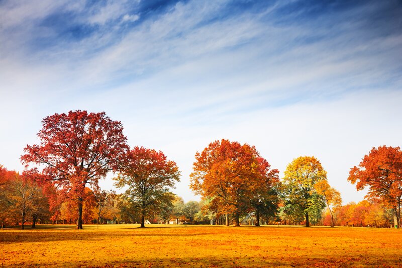 Autumn Trees in Park — Orange, Serene, Photograph, Grass, Sky, Leaves