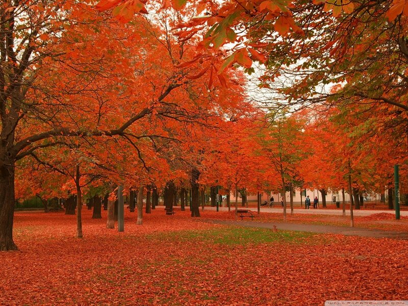 Autumn Trees in Park — Orange, Serene, Photograph, Leaves, Benches