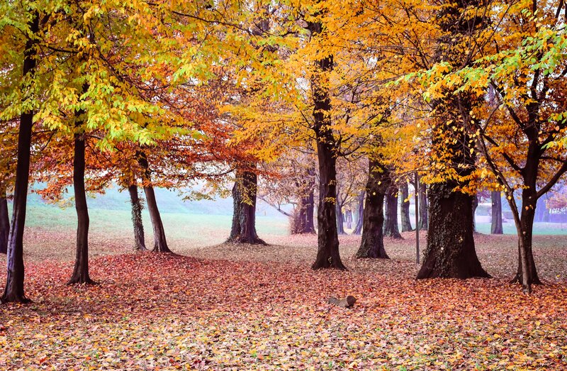 Autumn Trees in Park — Orange, Serene, Photograph, Leaves, Field