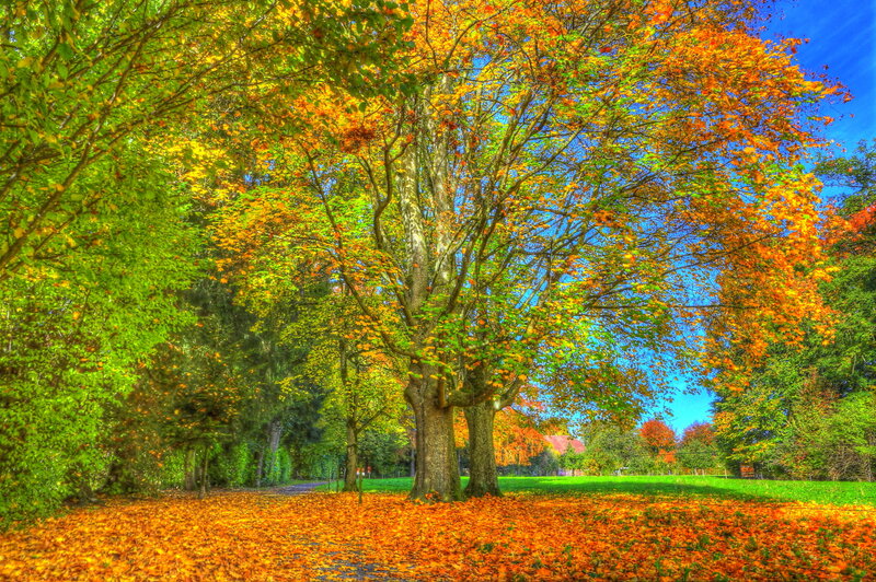 Autumn Trees in Park — Orange, Serene, Photograph, Leaves, Grass, Path