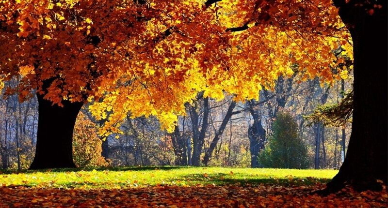 Autumn Trees in Park — Orange, Serene, Photograph, Leaves, Grass, Sunlight