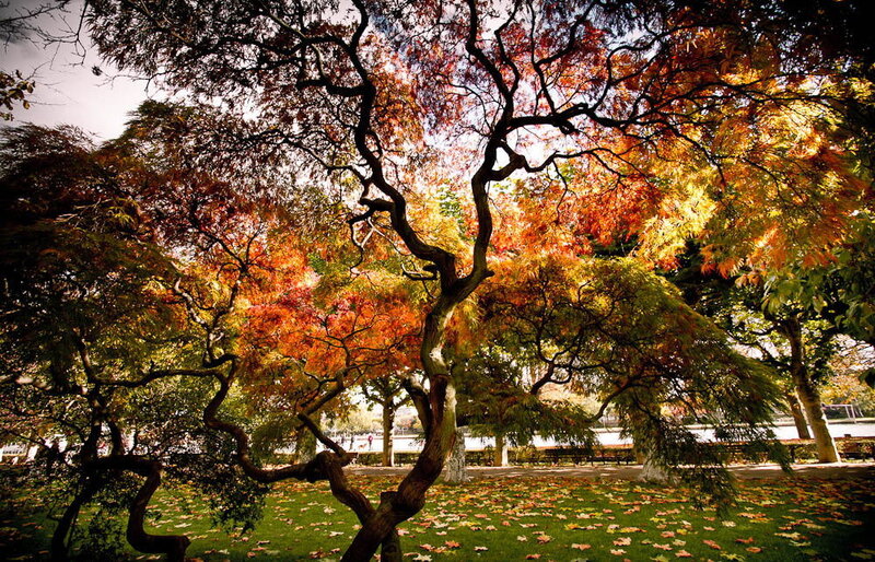 Autumn Trees in Park — Orange, Serene, Photograph, Leaves, Grass