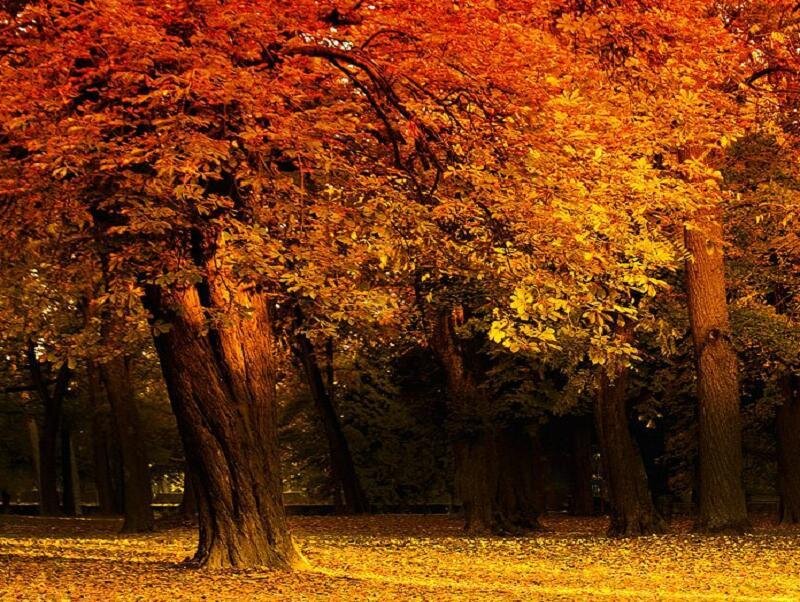 Autumn Trees in Park — Orange, Serene, Photograph, Leaves, Ground