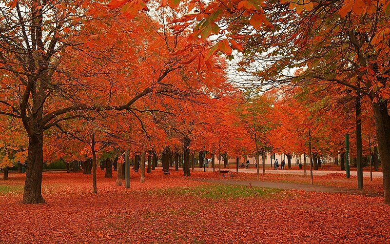 Autumn Trees in Park — Orange, Serene, Photograph, Leaves, Path, Benches, People