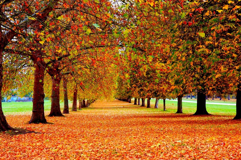 Autumn Trees in Park — Orange, Serene, Photograph, Leaves, Path, Grass