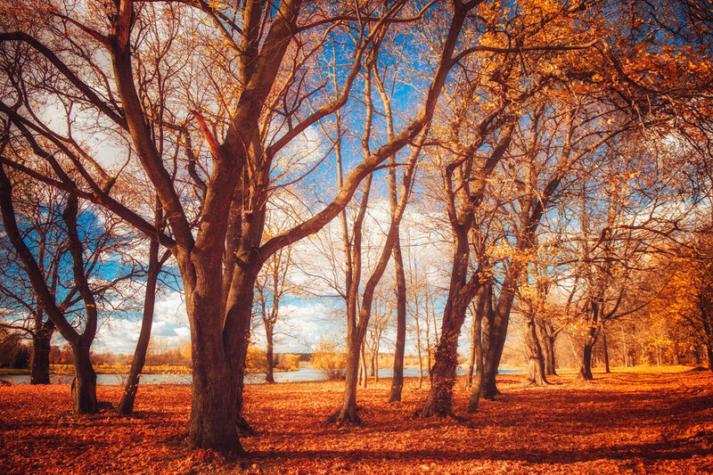 Autumn Trees in Park — Orange, Serene, Photograph, Leaves, River