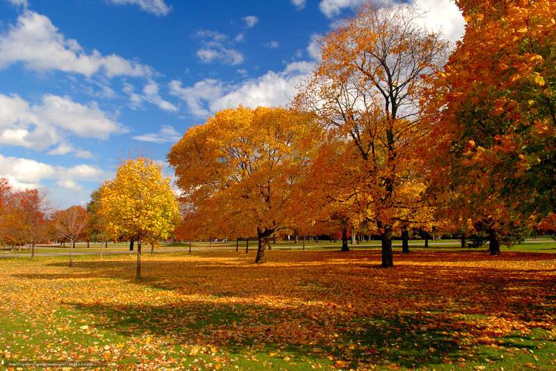 Autumn Trees in Park — Orange, Serene, Photograph, Leaves, Sky, Grass