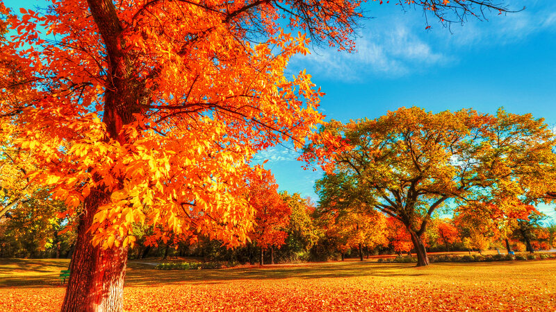 Autumn Trees in Park — Orange, Serene, Photograph, Leaves, Sky