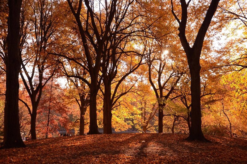 Autumn Trees in Park — Orange, Serene, Photograph, Leaves, Sunlight, Brown