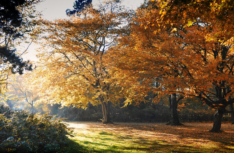 Autumn Trees in Park — Orange, Serene, Photograph, Leaves, Sunlight, Grass