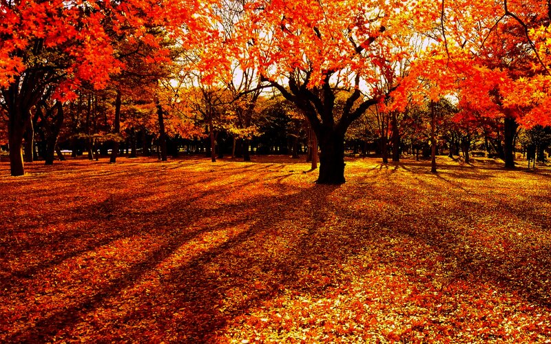 Autumn Trees in Park — Orange, Serene, Photograph, Leaves, Sunlight