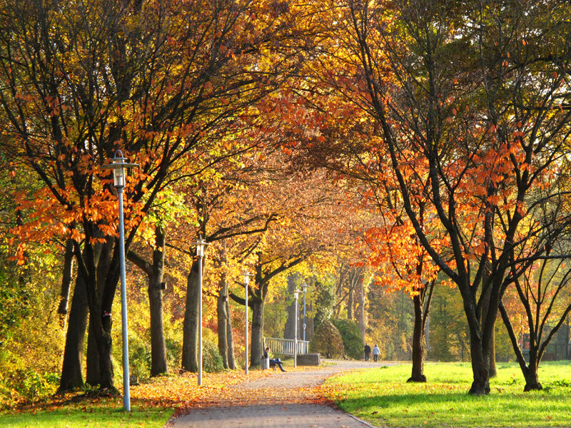 Autumn Trees in Park — Orange, Serene, Photograph, Path, Bench