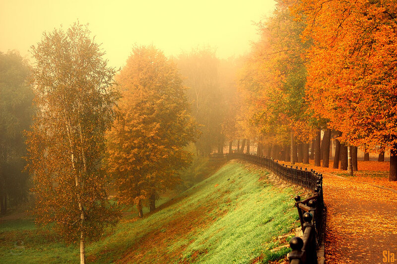 Autumn Trees in Park — Orange, Serene, Photograph, Path, Fence