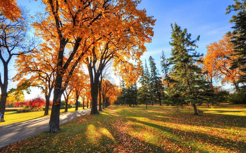Autumn Trees in Park — Orange, Serene, Photograph, Path, Grass, Sky