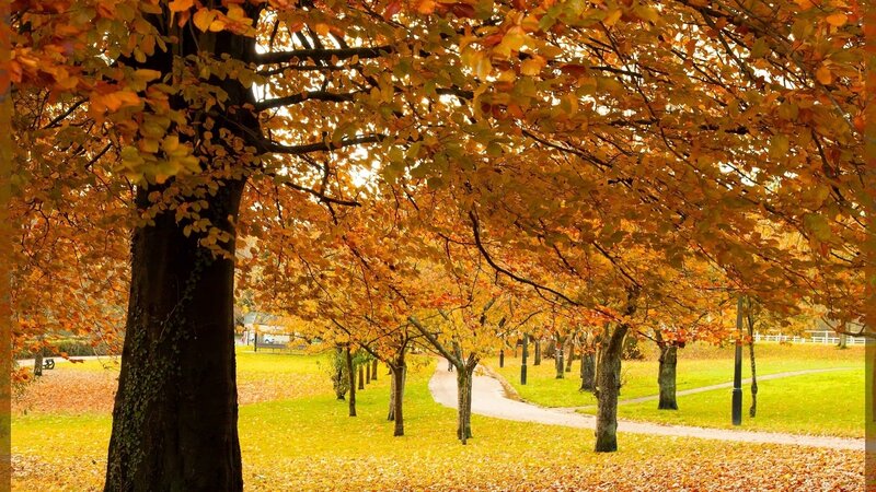 Autumn Trees in Park — Orange, Serene, Photograph, Path, Grass