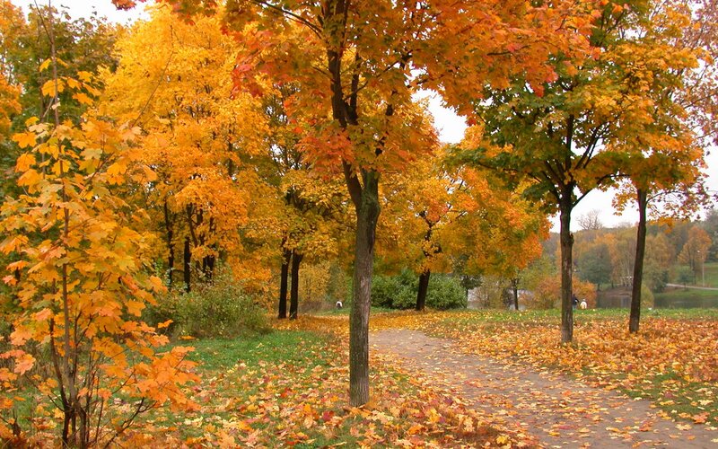 Autumn Trees in Park — Orange, Serene, Photograph, Path, Leaves, Lake