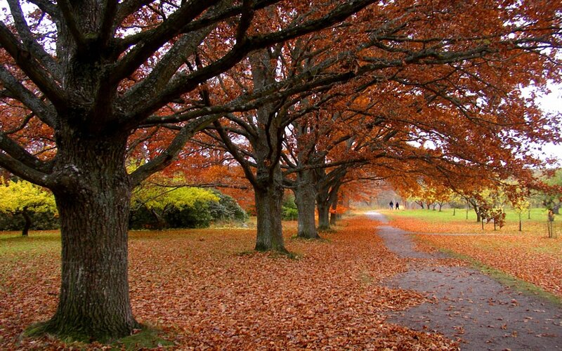 Autumn Trees in Park — Orange, Serene, Photograph, Path, Leaves, People