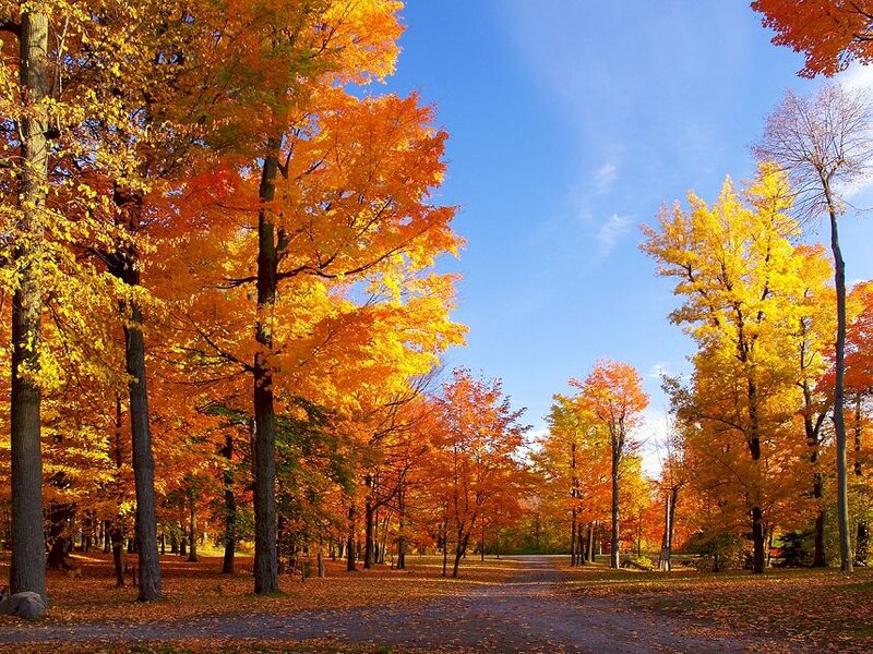 Autumn Trees in Park — Orange, Serene, Photograph, Path, Sky